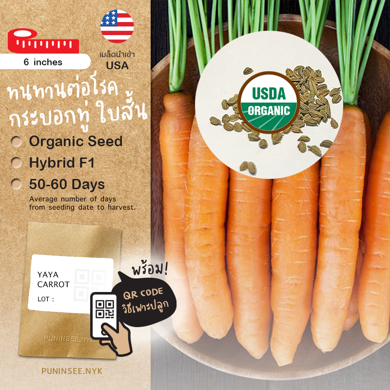 ใหม่! เมล็ดผักนำเข้า แครอท Baby Carrot (Organic F1) แครอทสั้น ปลายทู่ ใบแคบ ทนทานต่อการเกิดโรค