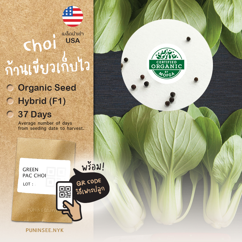 เมล็ดผักนำเข้า ผักฉ่อยก้านเขียว Green Choi (Organic Seed) Bok Choy กวางตุ้งฮ่องเต้ ปลูกง่าย โตไว