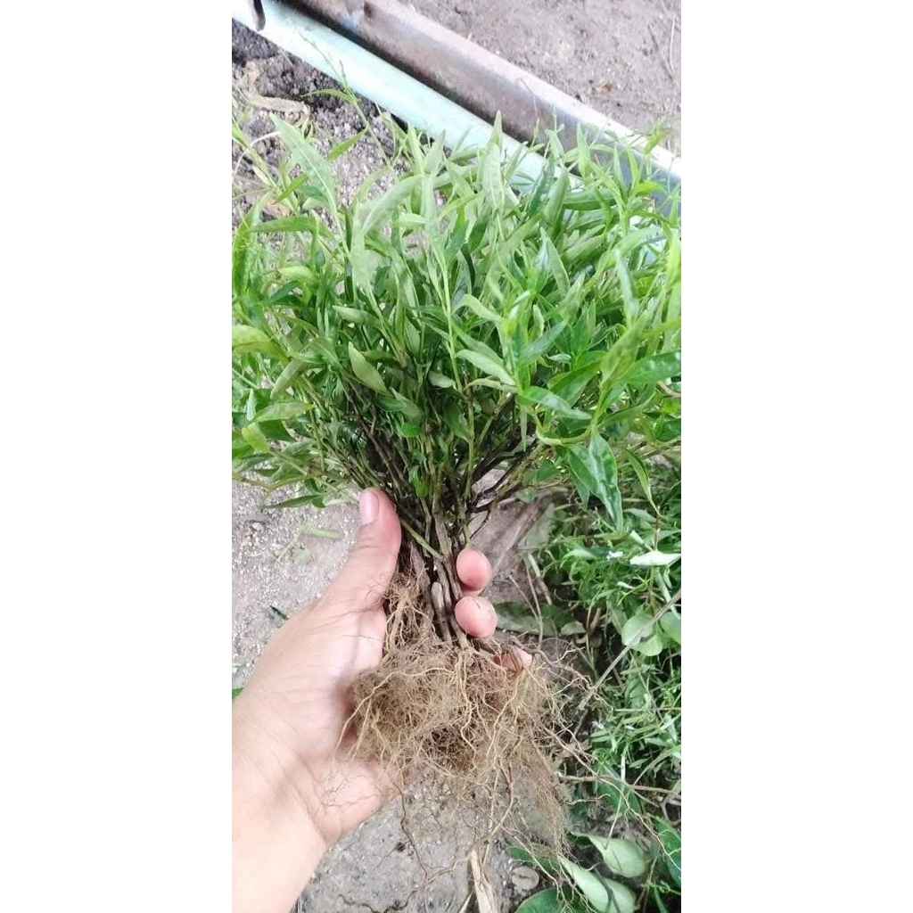 ฟ้าทะลายโจร 1 ชุด 20 ต้น 100 บาท(ต้นกล้าสำหรับชำ)