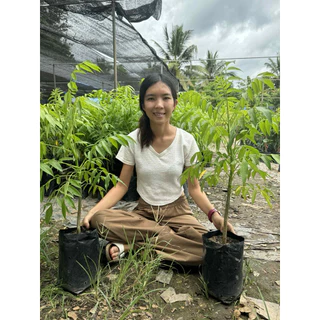 #ต้นมะกอกฝรั่ง พันธุ์เบา ต้นเตี้ย ปลูกในกระถางได้ 3-5 เดือนติดผล ต้นสูงราว50เซน-1เมตร