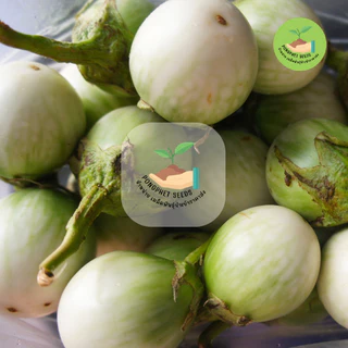 พิเศษ9บาท เมล็ดพันธุ์มะเขือเปราะ 50 เมล็ด