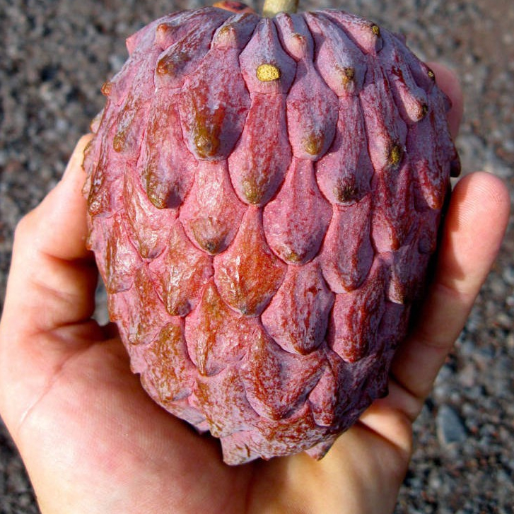 Atemoya red israel ต้นน้อยหน่าแดง สายพันธุ์ อิสราเอล จัดส่งพร้อมถุง 6 นิ้ว ลำต้นสูง 60-70 ซม