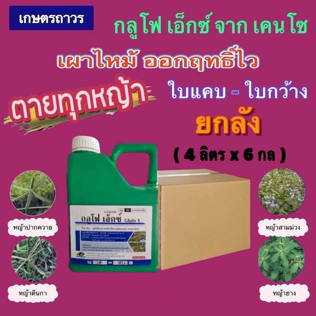 กลูโฟ เอ็กซ์ 🔥🔥ยกลัง(4ลิตรx6 กล )คือ สารกำจัดวัชพืชออกฤทธิ์เผาไหม้หญ้าตายเร็ว ฆ่าหญ้าตายยากทุกชนิด