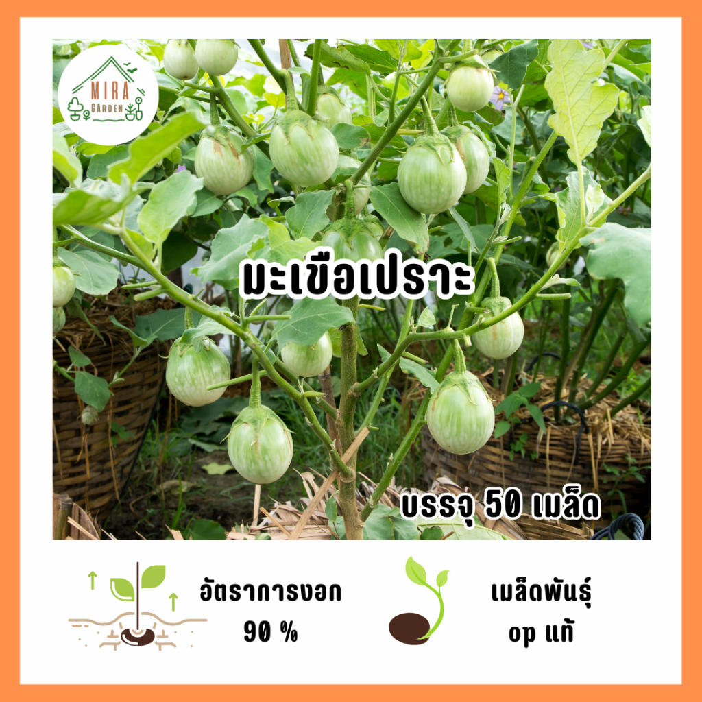 เมล็ดพันธุ์มะเขือเปราะ 50 เมล็ด