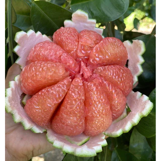 ส้มโอทับทิมสยาม0.8-1.0kgกล่อง 2 ลูก3ลูกน้ำหนักต่อลูกไม่รวมกล่อง สวนนำโชค เมืองปากพนัง