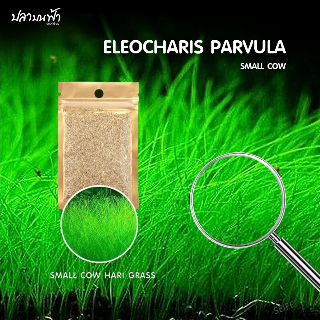 เมล็ดพันธุ์ไม้น้ำ 5 กรัม  สำหรับปลูกตกแต่งตู้ปลา ตู้ไม้น้ำ ช่วยสร้างระบบนิเวศให้กับตู้ปลา ปลูกง่าย โตไว - รูปที่ 3