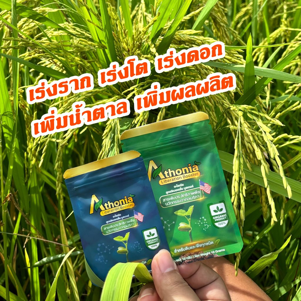 อะโธเนีย อาหารเสริมพืชทางใบ เร่งราก เร่งโต เร่งดอก เพิ่มน้ำตาล เพิ่มผลผลิต ราคา ถูกที่สุด ดีลบีเคเค รูปภาพหลัก