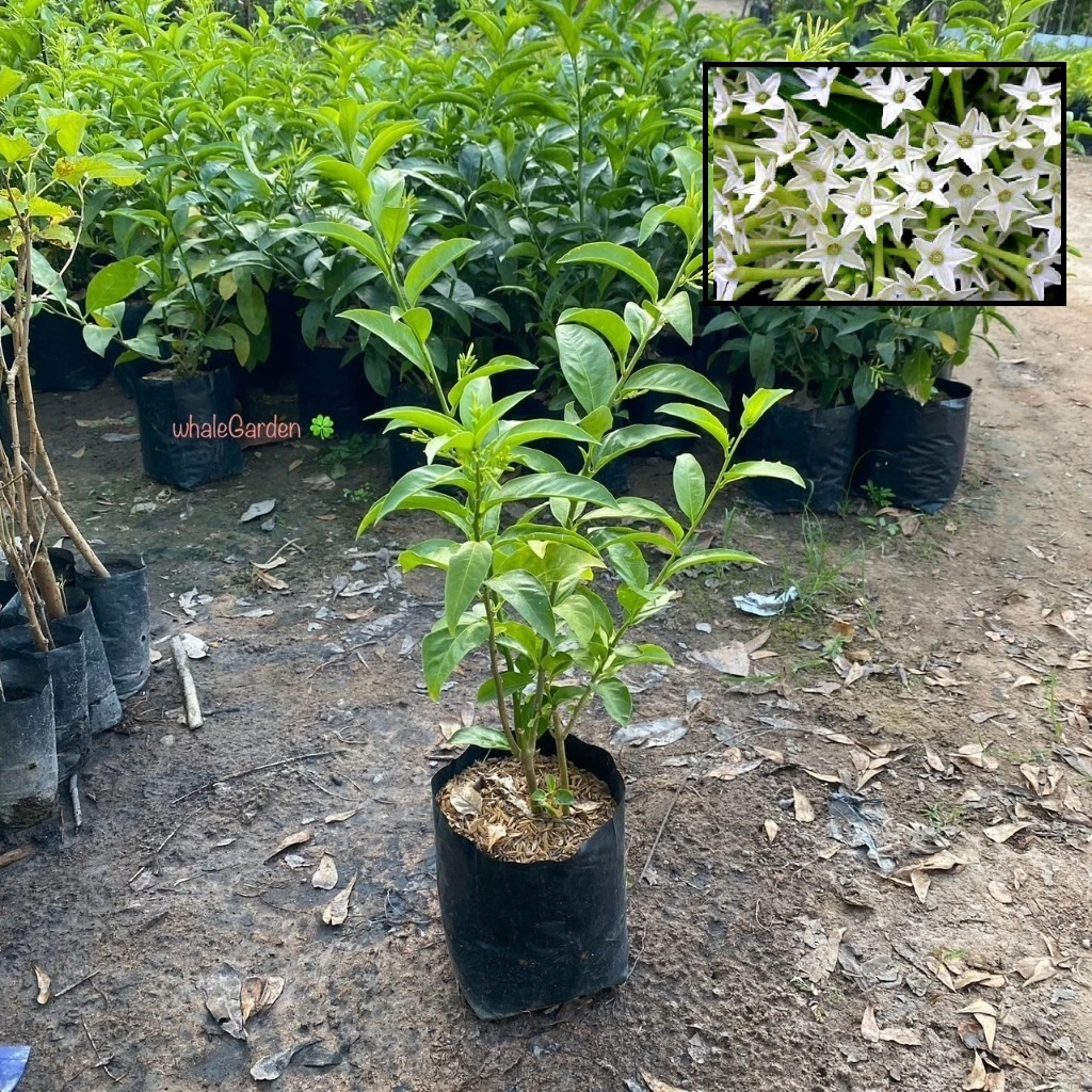 ต้นราตรี ดอกราตรี (Night Cestrum) ไม้มงคล ดอกมีกลิ่นหอม (รับประกัน ส่งใหม่ฟรี หากสินค้าเเสียหาย!!)