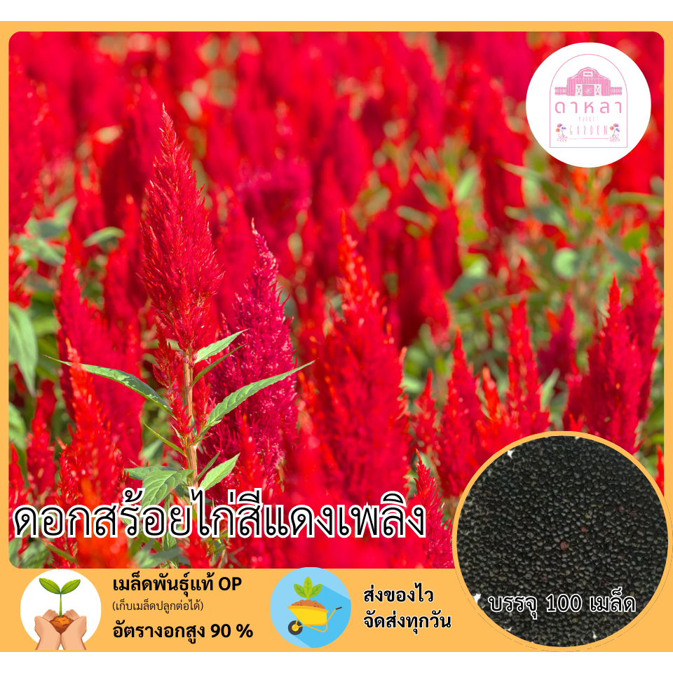ดอกสร้อยไก่สีแดงเพลิง 100 เมล็ด – โปรปัง