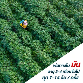 ปุ๋ยเกล็ด 0-0-61 ไฮฟ่า จากอิสราเอล ขนาด 25 กก โพแทสเซียมคลอไรด์ เร่งแป้ง เร่งลงหัว เพิ่่มน้ำหนัก