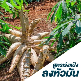 ปุ๋ยเกล็ด 0-0-61 ไฮฟ่า จากอิสราเอล ขนาด 25 กก โพแทสเซียมคลอไรด์ เร่งแป้ง เร่งลงหัว เพิ่่มน้ำหนัก