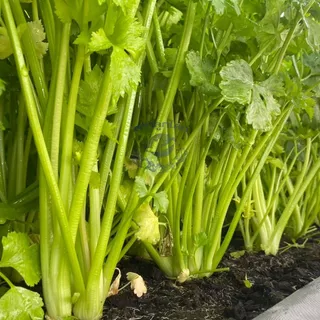 ตราลูกโลก เมล็ดคื่นฉ่าย กวางเจา Celery เมล็ดพันธุ์ผัก ผักสวนครัว ผักซอง ลูกโลก