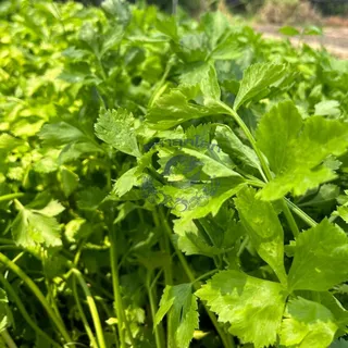 ตราลูกโลก เมล็ดคื่นฉ่าย กวางเจา Celery เมล็ดพันธุ์ผัก ผักสวนครัว ผักซอง ลูกโลก