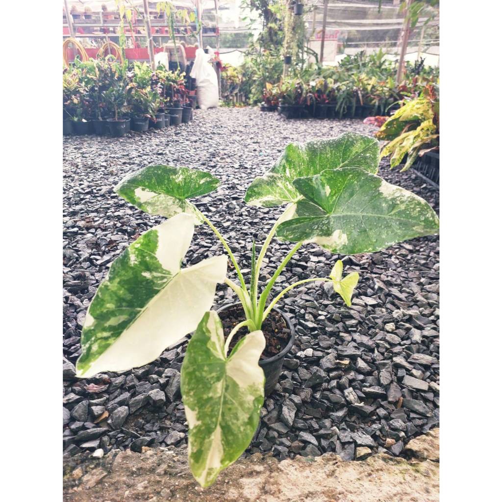 บอนกระดาษด่าง Alocasia macrorrhizos กระถาง 6 นิ้ว