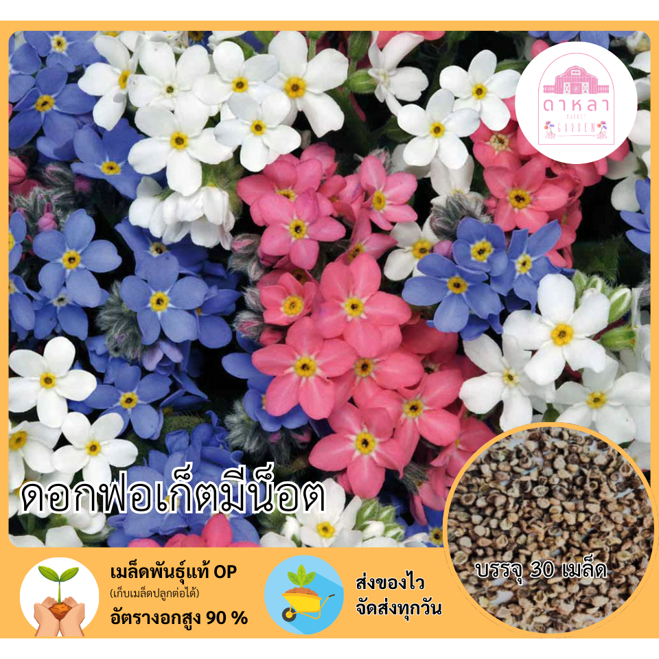 ดอกฟอร์เก็ตมีนอท 30 เมล็ด