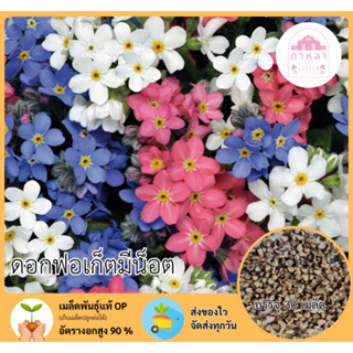 ดอกฟอร์เก็ตมีนอท 30 เมล็ด