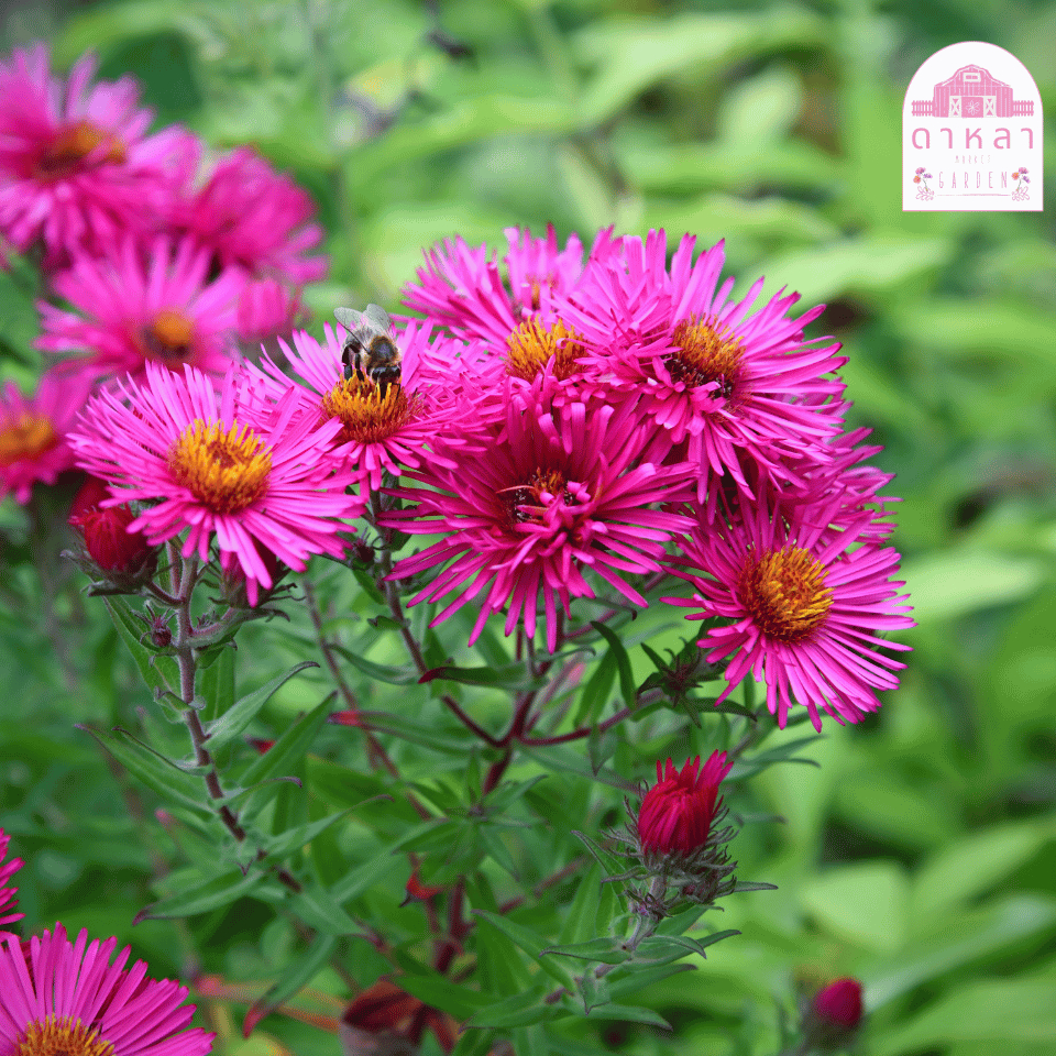 ดอกแอสเตอร์นิวอิงแลนด์ 50 เมล็ด - รูปที่ 2