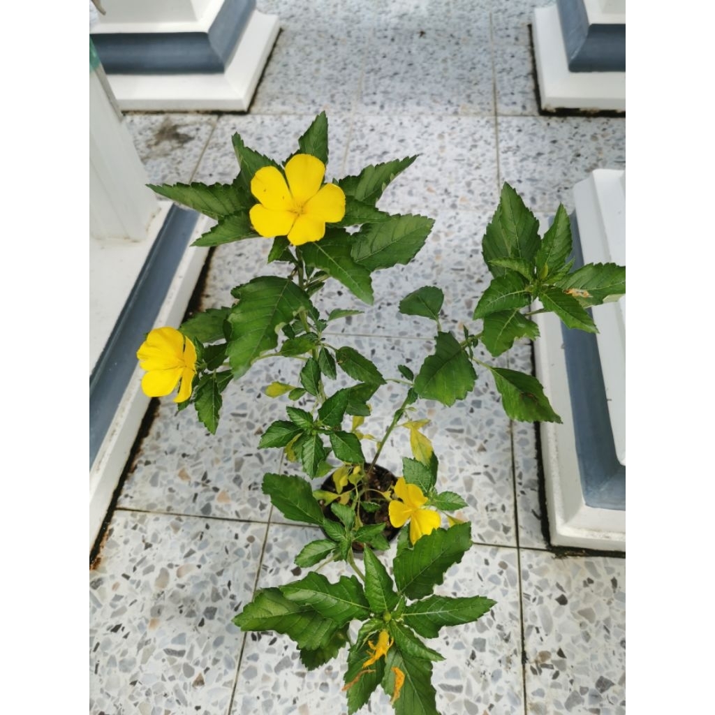 ต้นบานเช้า​ ไม้ดอก​ไม้ประดับ​อายุหลายปี​ - รูปที่ 6