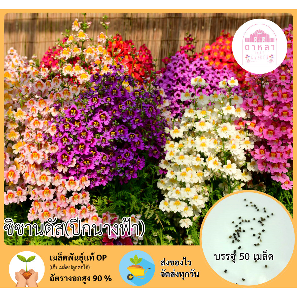 ซิซานตัส(ปีกนางฟ้า) 50 เมล็ด
