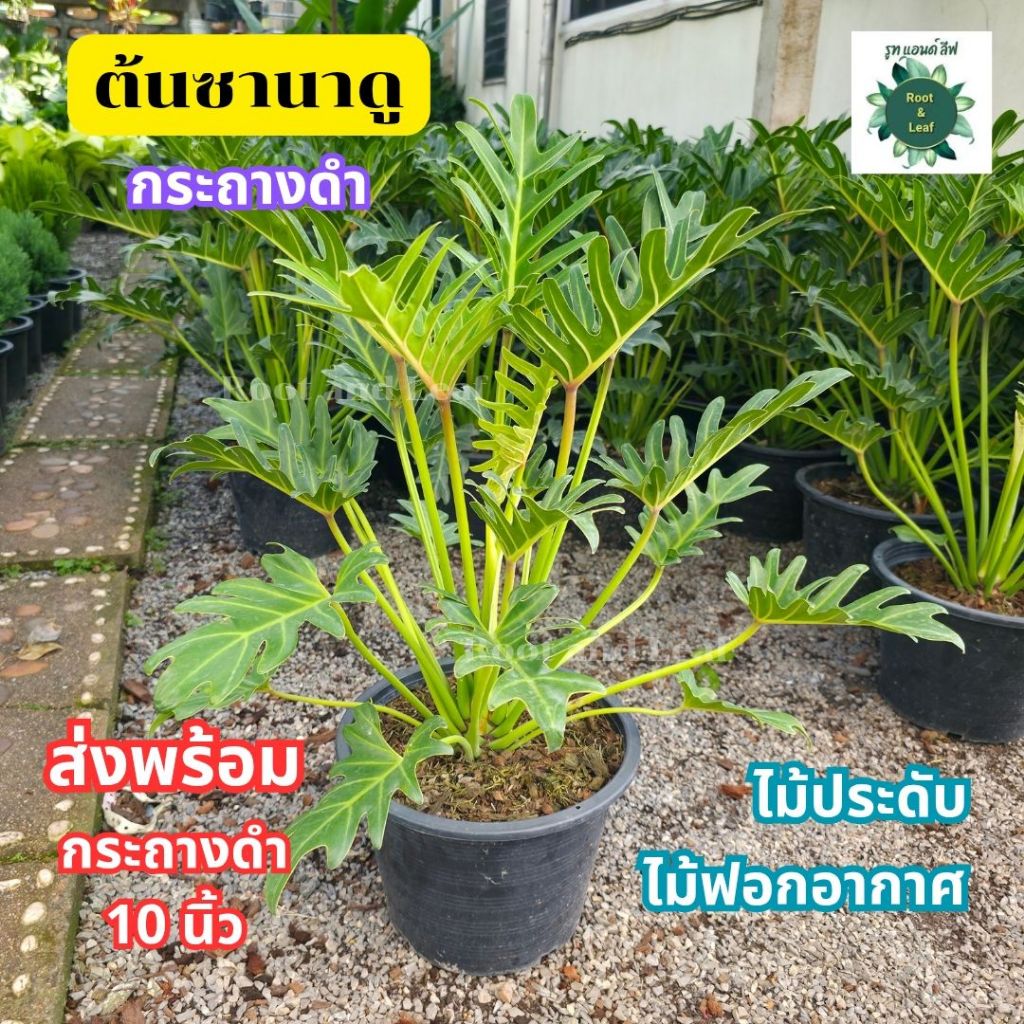 ต้นซานาดู ฟิโลเดนดรอน ส่งพร้อมกระถางดำ ขนาด 10 นิ้ว ไม้ฟอกอากาศ ดูดสารพิษ พุ่มใหญ่