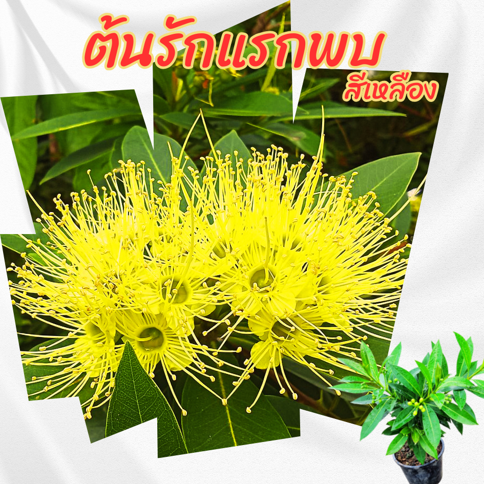 ต้นรักแรกพบ สีเหลือง กระถาง 6 นิ้ว(ขั้นต่ำ 2 ต้น )(ส่งพร้อมกระถาง)