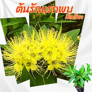 ต้นรักแรกพบ สีเหลือง กระถาง 6 นิ้ว(ขั้นต่ำ 2 ต้น )(ส่งพร้อมก…