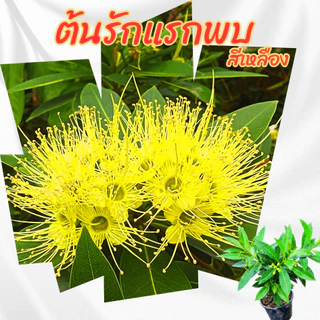 ต้นรักแรกพบ รักแรกพบดอกสีเหลืองไม้ดอกทนแดด ออกดอกทั้งปี ขนาดกระถาง 6 นิ้ว