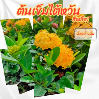 ต้นเข็มไต้หวันดอกสีเหลือง (เข็มพัทยา) กระถาง 6 นิ้ว ออกดอกตลอดทั้งปี ดอกทนไม่ร่วงง่าย