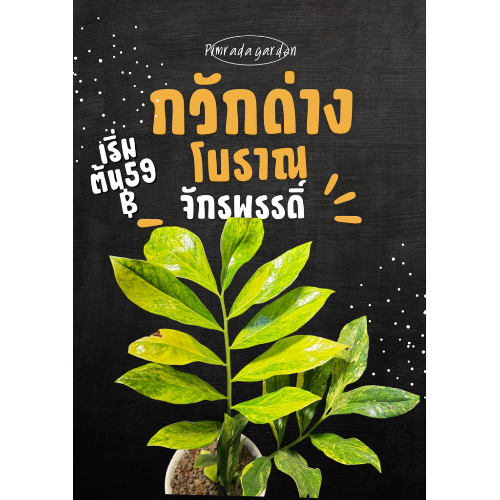 กวักมรกตด่างโบราณจักรพรรดิ์เหลืองจิ๊ดๆ (ใบชำ)🍀