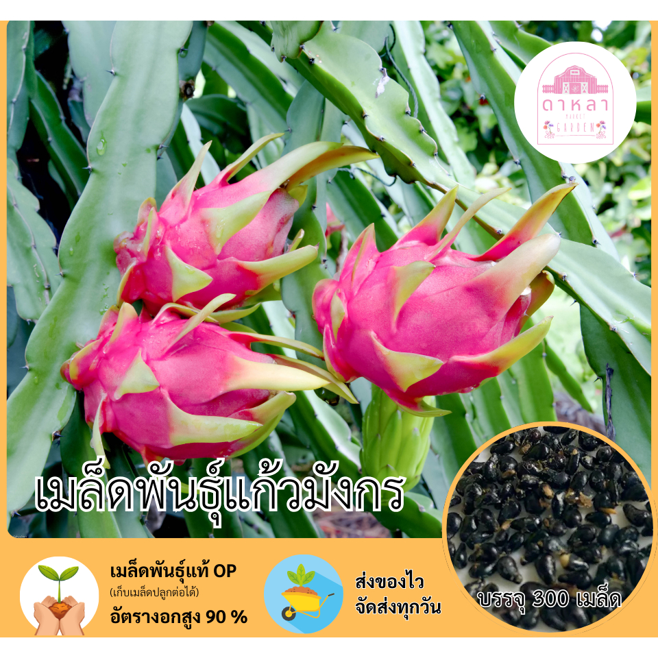 แก้วมังกร จำนวน 300 เมล็ด