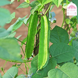 เมล็ดพันธุ์ถั่วพลู 10 เมล็ด