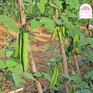 เมล็ดพันธุ์ถั่วพลู 10 เมล็ด