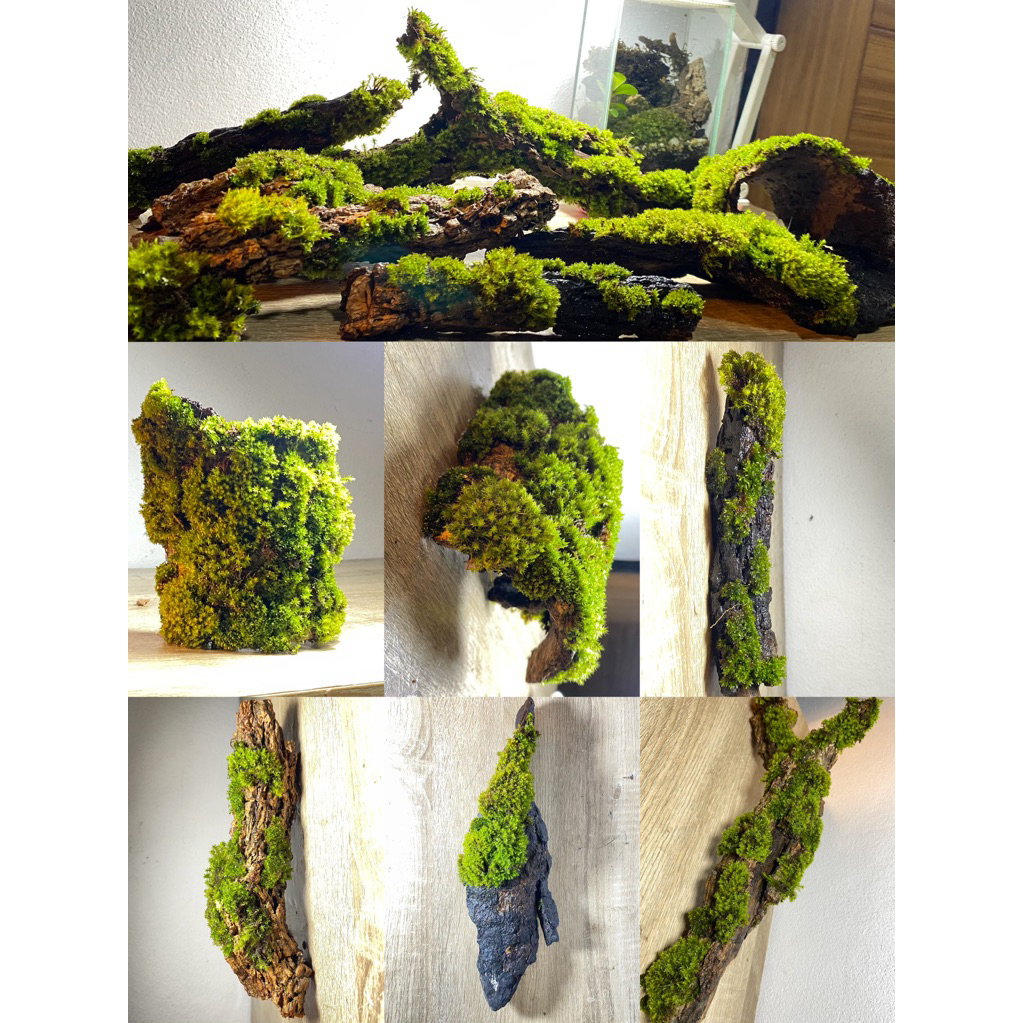 เปลือกไม้ติดมอส โพรงไม้ธรรมชาติ ของตกแต่งตู้ isopod กิ้งกือ แมงมุม กิ้งก่า ของตกแต่งตู้สัตว์เลี้ยง Exotic Terrarium