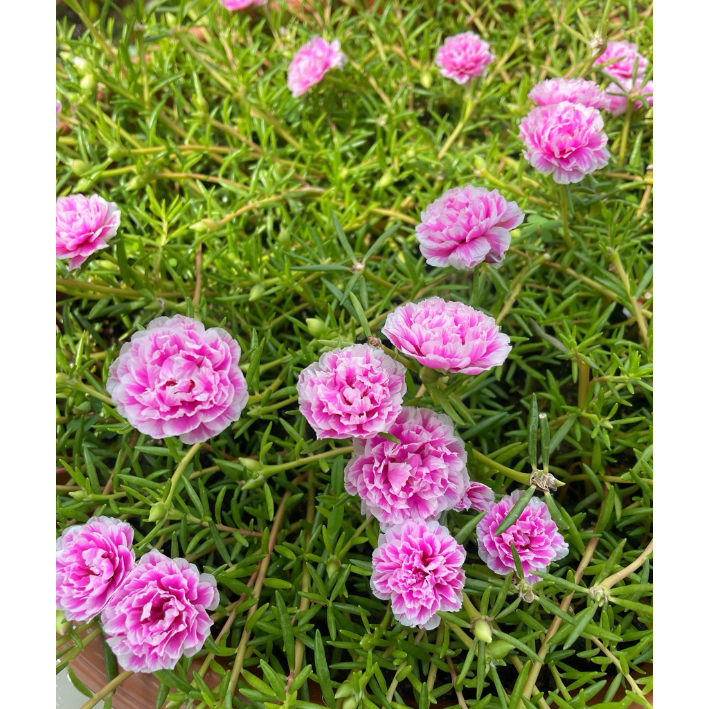 ต้นคุณนายตื่นสาย แพรเซี่ยงไฮ้ 50กิ่ง ดอกใหญ่กลีบดอกซ้อน(ตัดกิ่งสดส่วนยอด คละทุกสี)ความยาวกิ่ง10-12ซม. - รูปที่ 2