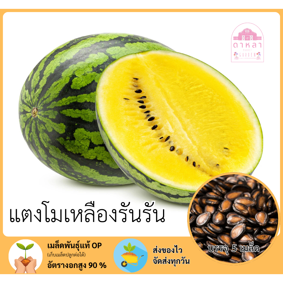 แตงโมเหลืองรันรัน 5 เมล็ด