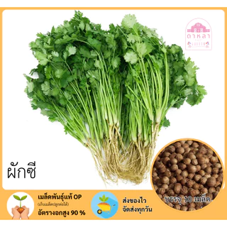 ผักซี บรรจุ 10 กรัม
