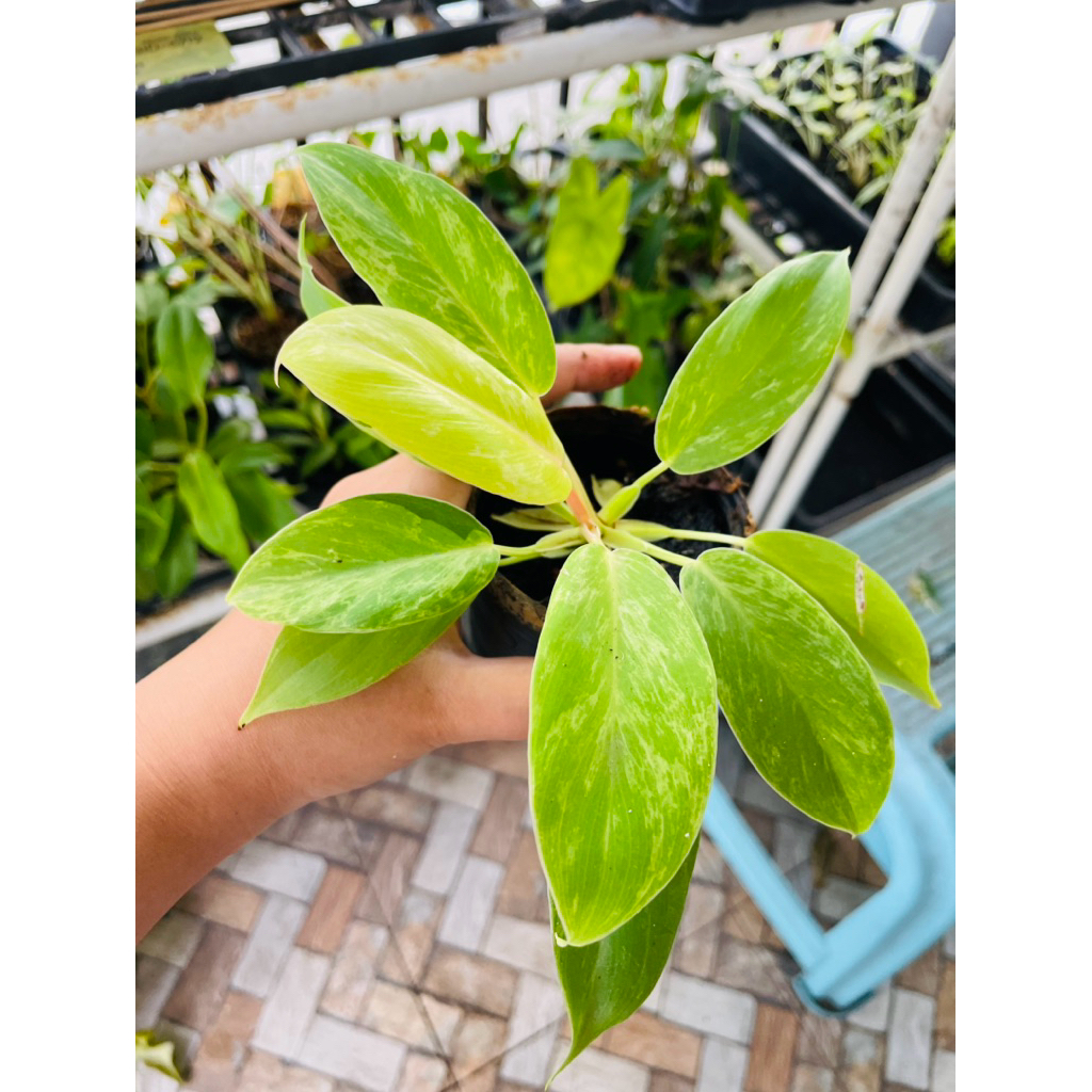 Philodendron Jungle Fever Var. ฟิโล จังเกิ้ลฟีเวอร์ด่าง กระถาง 3 นิ้ว