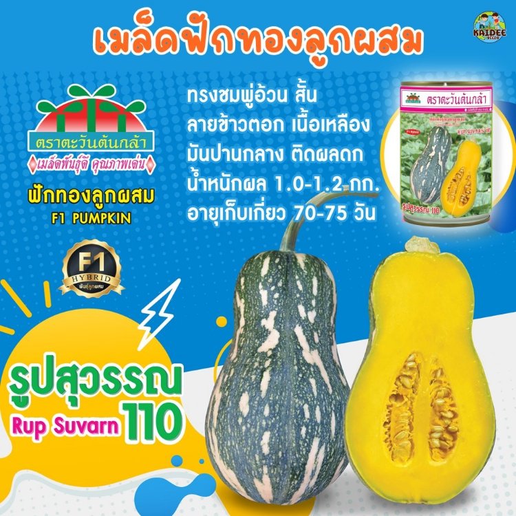 เมล็ดฟักทอง รูปสุวรรณ 110 ตราตะวันต้นกล้า ขนาด50กรัม เมล็ดฟักทองบัตเตอร์นัท เมล็ดพันธุ์ผัก
