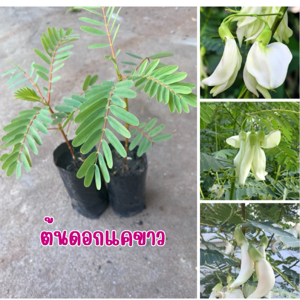 ต้นดอกแคสีขาว พร้อมส่ง ชุด 4 ต้น 80 บาท