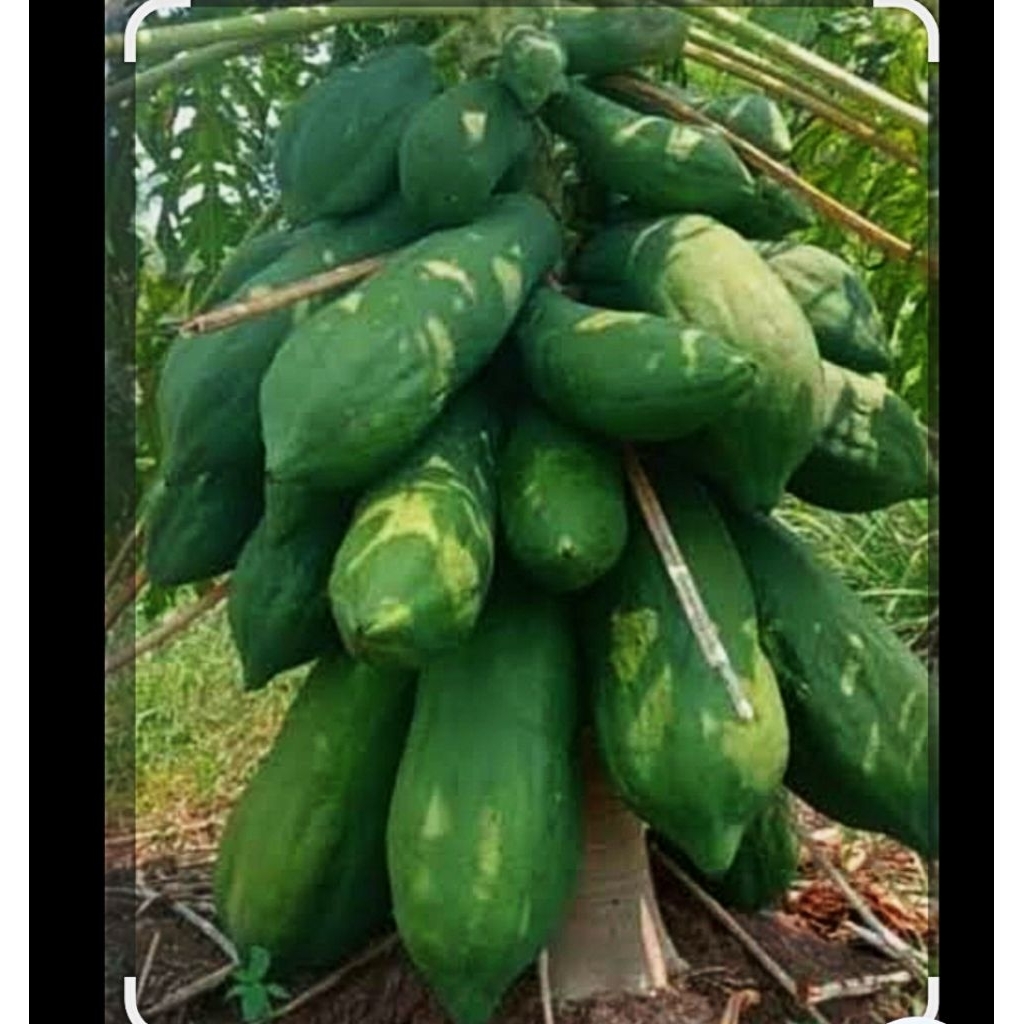 ต้นมะละกอเตี้ยชุมเเพเเท้  ต้นเตี้ย ผลดก เนื้อกรอบอร่อย ต้นพันธุ์เเข็งเเรง รากเดินเต็มถุงพร้อมปลูก  ปลูกในกระถางได้ - รูปที่ 2