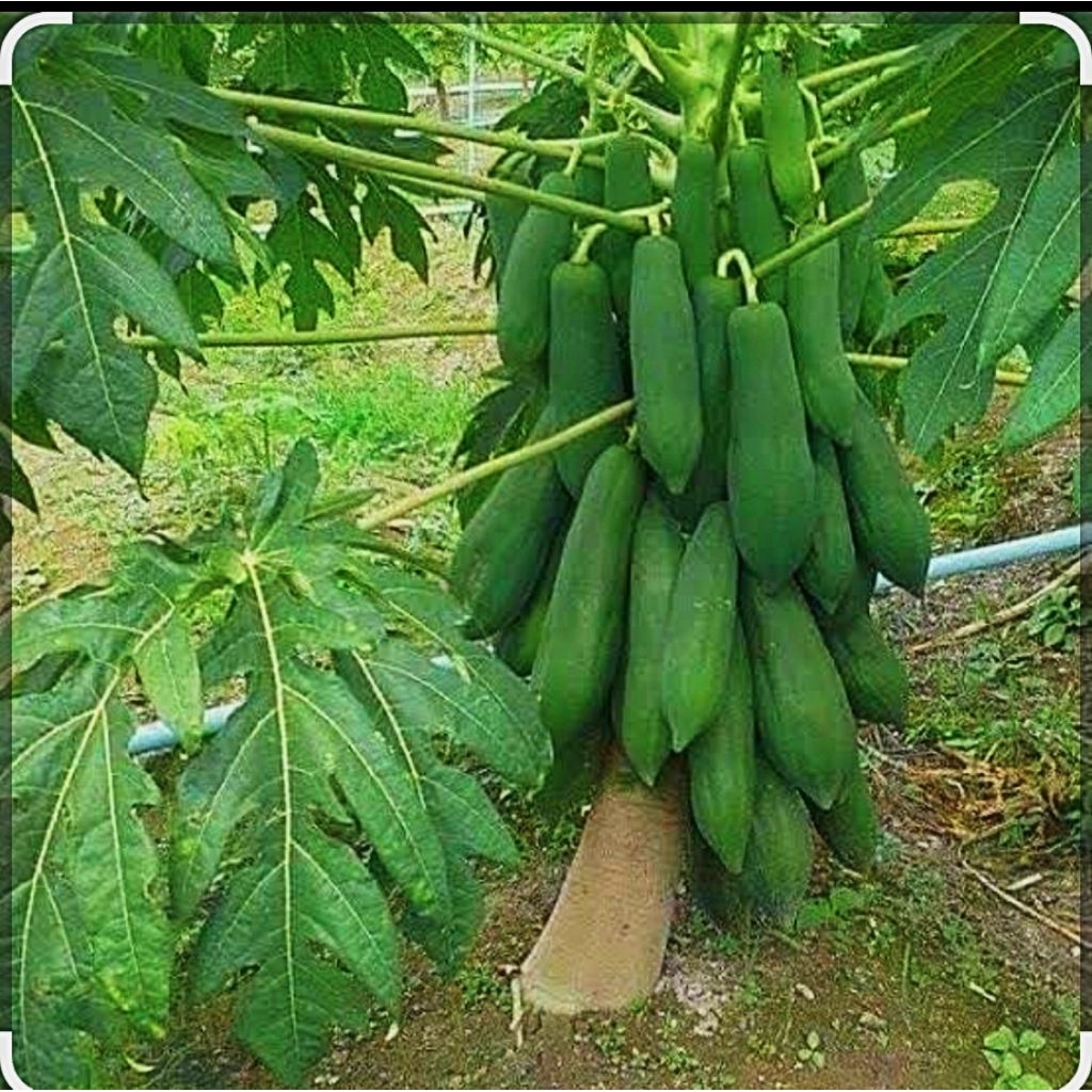 ต้นมะละกอเตี้ยชุมเเพเเท้  ต้นเตี้ย ผลดก เนื้อกรอบอร่อย ต้นพันธุ์เเข็งเเรง รากเดินเต็มถุงพร้อมปลูก  ปลูกในกระถางได้ - รูปที่ 6