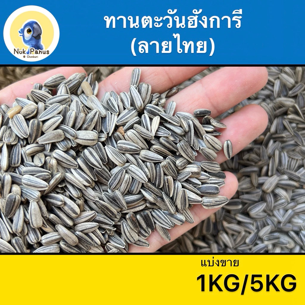 ทานตะวันฮังการีคัด (ลายไทย) เม็ดเล็ก อาหารนกแก้ว หนู กระรอก