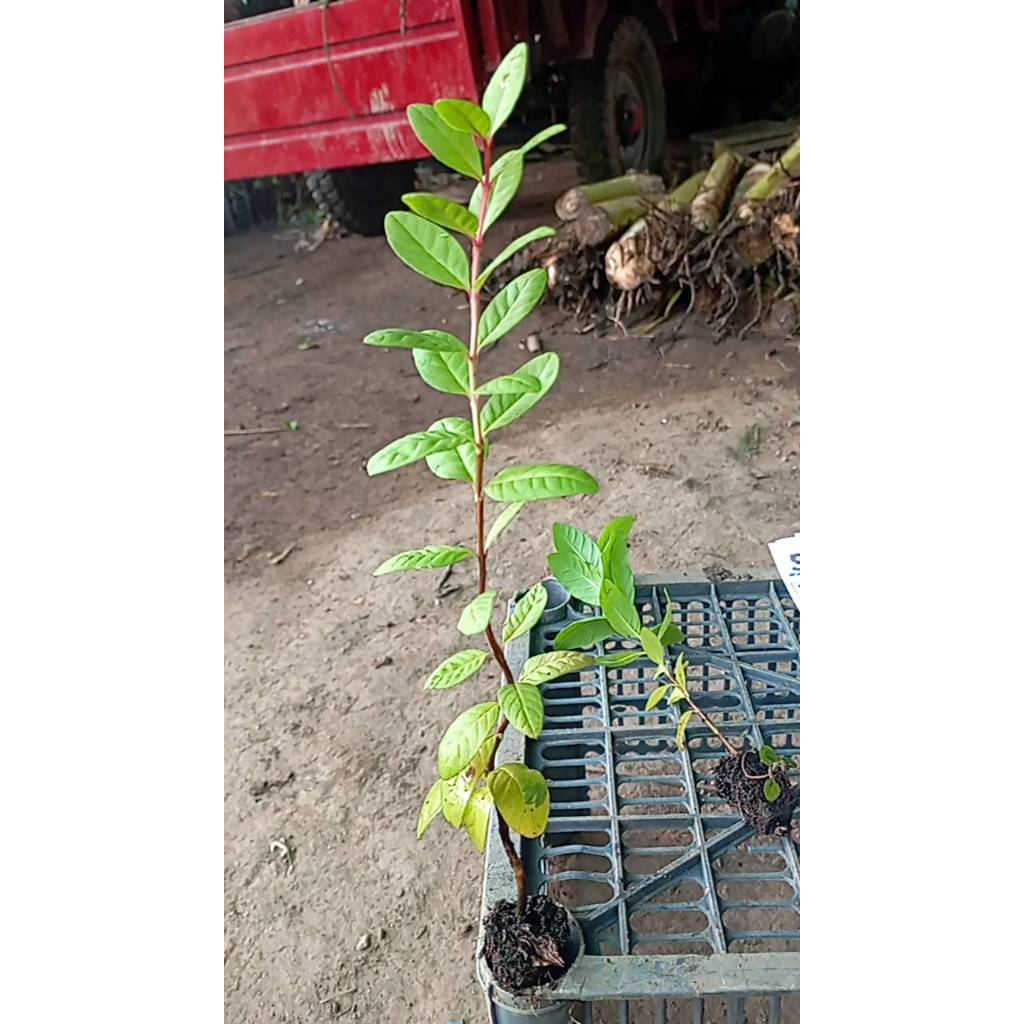 ต้นกล้า ฝรั่งขี้นก ใส้แดง  ฝรั่งขี้นกไส้ชมพู ต้นกล้าละ 12  บาท  Red Guava or  Pink guava  ฝรั่งขี้นก