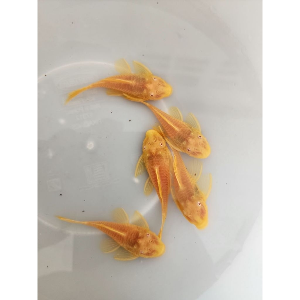 [จัดส่ง2-3วัน]อาหารสำหรับปลาซัคเกอร์L144 24Kขนาด2นิ้ว(เมีย)