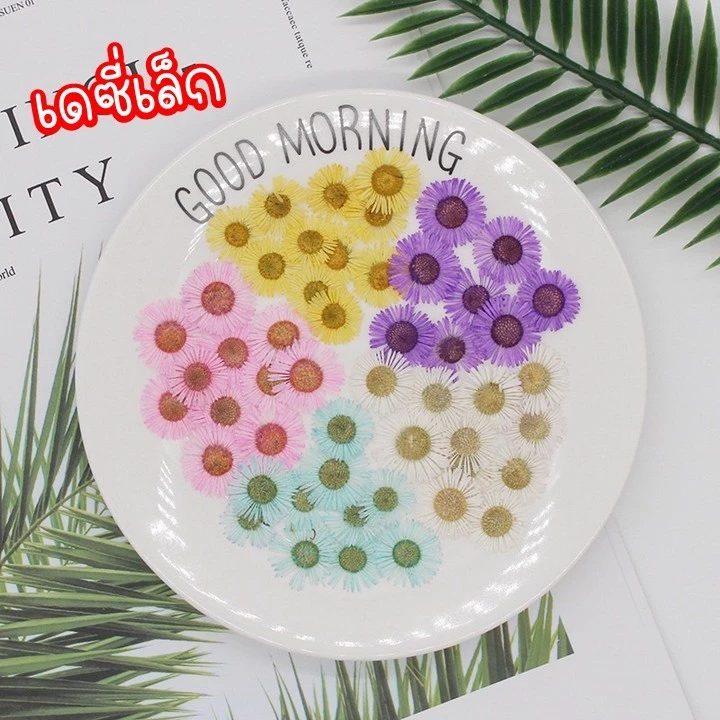 ดอกไม้จริงทับแห้ง ขนาดเล็ก 2 cm ดอกเดซี่เล็ก Daisy แต่งเคสโทรศัพท์เรซิ่น เครื่องประดับต่างๆ diy