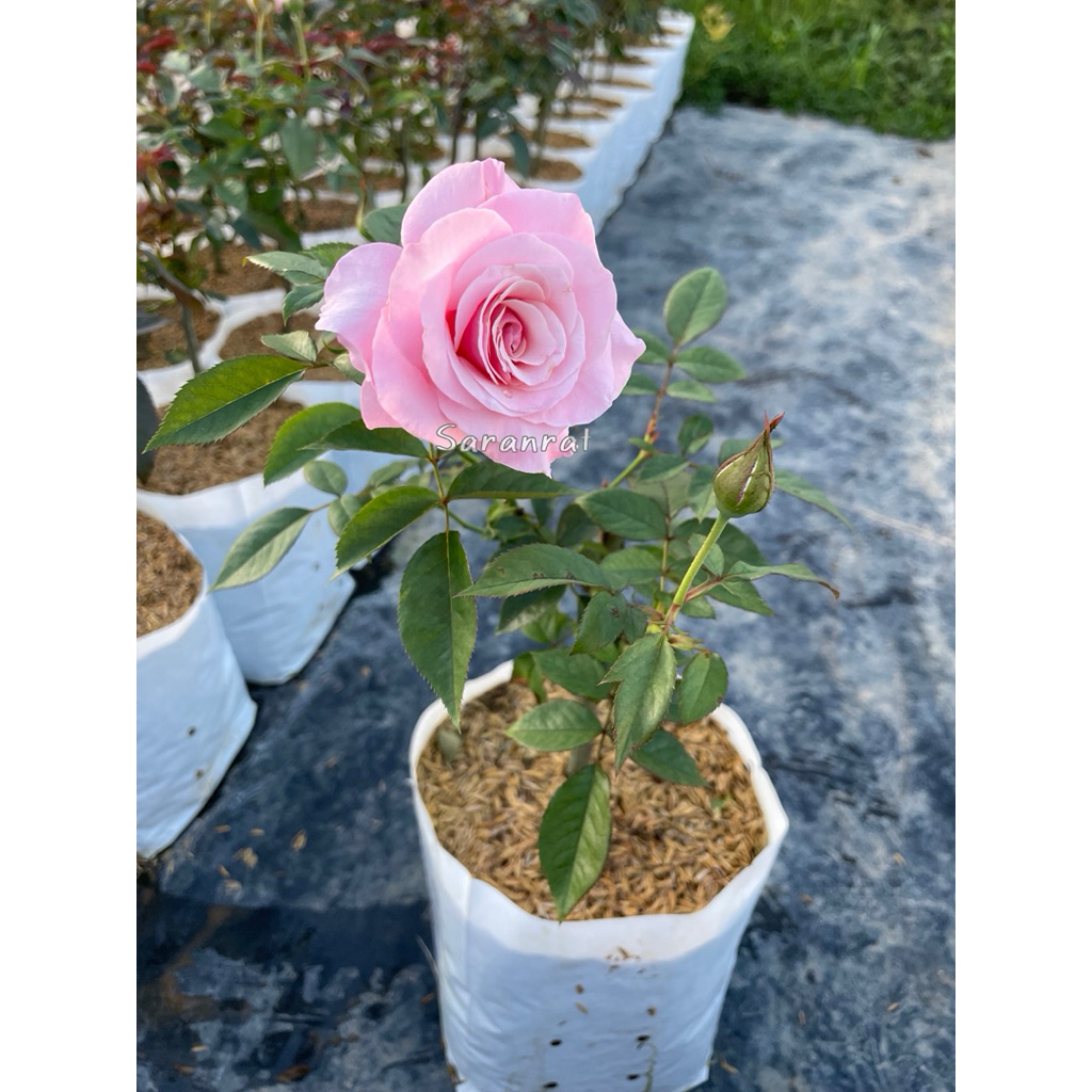 กุหลาบอาวเออร์ เลดี้ ออฟ กัวดาลูป(Our Lady of Guadalupe) สีชมพูดอกดก ออกดอกตลอดทั้งปี - รูปที่ 2