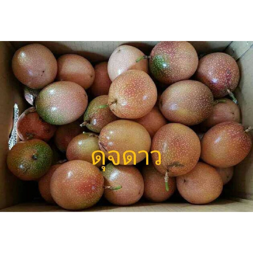 ต้นเสาวรสพันธุ์ดุจดาว แบบเสียบยอด