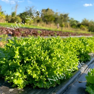 *เมล็ดปี68* เมล็ดพันธุ์ผักสลัด 100-300 เมล็ด 10 บาท การันตีงอกดีมาก เมล็ดผัก ผักสลัด