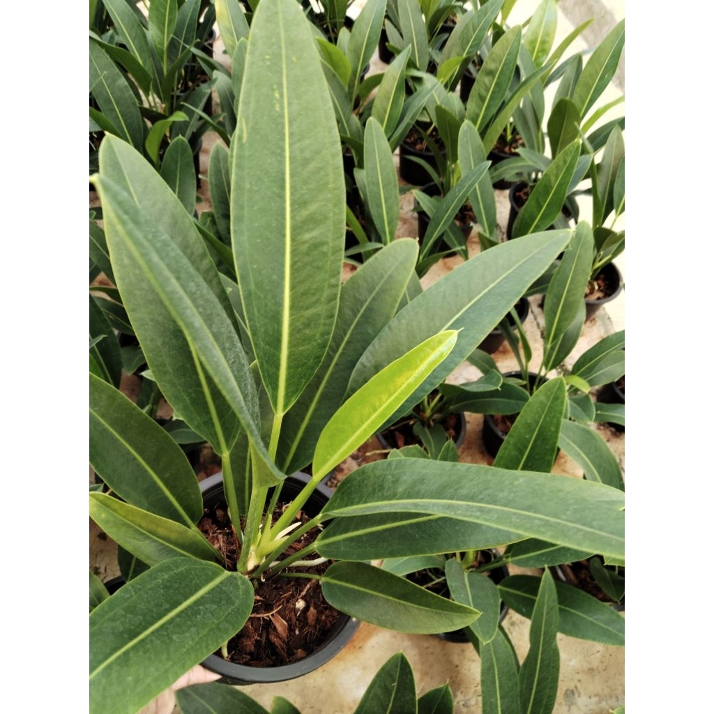 หน้าวัวใบ ศรทอง ต์Anthurium willdenowii Kunth