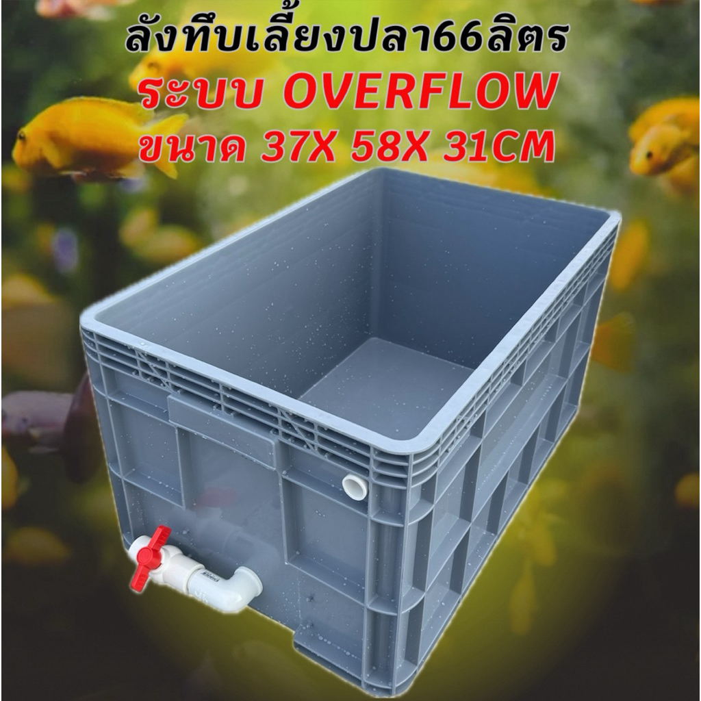 ลังพลาสติกแบบสูงทึบสีเทา วาวล์วขาว ระบบover flow สำหรับเลี้ยงปลา อ่างเลี้ยงปลา กะบะเลี้ยงปลา อ่างปลาบอลลูน อ่างปลาเมกาดะ